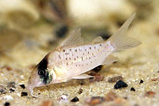 Brochis (sub-clade 3) sp. (C097)