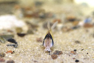 Brochis (sub-clade 3) sp. (C097)