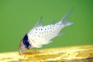 Brochis (sub-clade 3) sp. (C097)