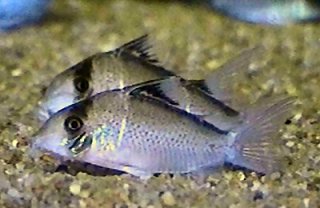 Brochis (sub-clade 3) sp. (C101)