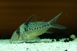Brochis (sub-clade 3) sp. (C103)