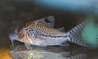 Brochis (sub-clade 3) sp. (C128)