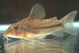 Brochis (sub-clade 3) sp. `PRICILLA`