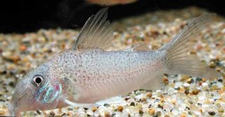 Brochis heteromorphus