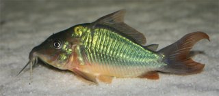 Brochis multiradiata