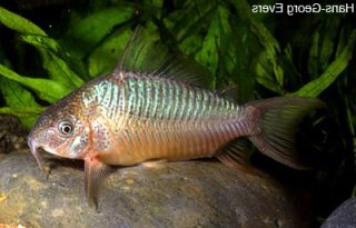 PlanetCatfish.com - Brochis sp. (Cw034) • Callichthyidae • Cat-eLog