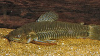 Callichthys callichthys