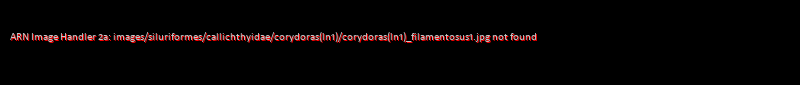 Corydoras(ln1) filamentosus