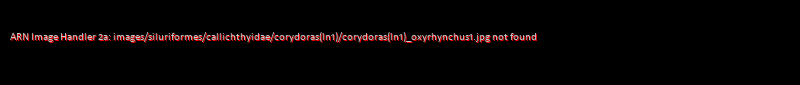 Corydoras(ln1) oxyrhynchus