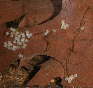 Corydoras(ln5) gracilis