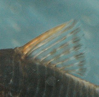 Corydoras(ln8sc4) seussi