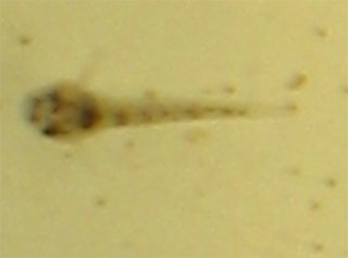 Corydoras(ln9) duplicareus