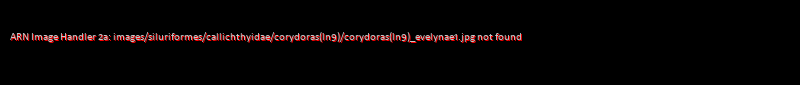 Corydoras (lineage 9) evelynae