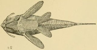 Corydoras(ln9) trilineatus