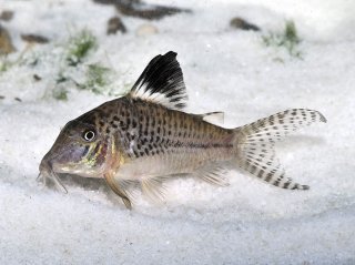 Corydoras acutus