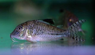 Corydoras acutus