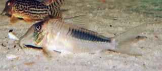 Corydoras amapaensis