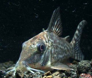 Corydoras blochi