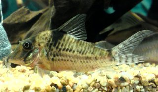 Corydoras blochi