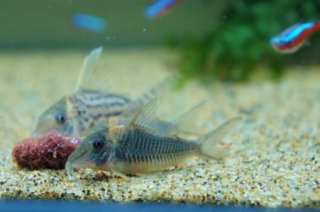 Corydoras caramater