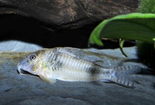 Corydoras ellisae