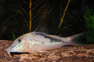 Corydoras fowleri