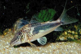 Corydoras fowleri