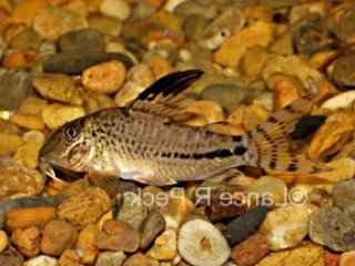 Corydoras fulleri