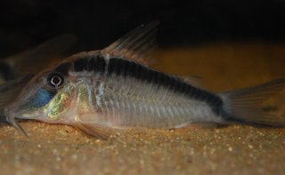 Corydoras narcissus