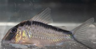 Corydoras narcissus