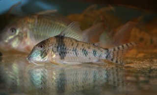 Corydoras orcesi