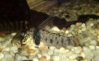 Corydoras orcesi