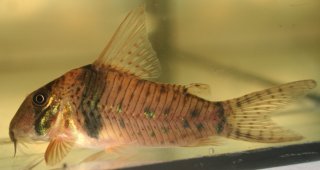 Corydoras orcesi