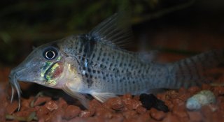 Corydoras pastazensis