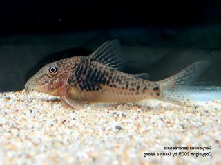 Corydoras sarareensis