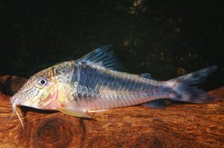 Corydoras semiaquilus