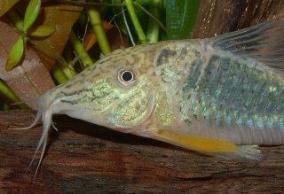 Corydoras semiaquilus