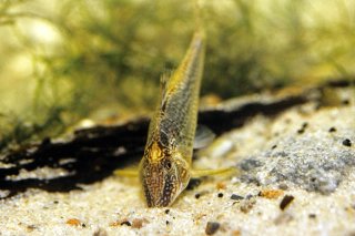 Corydoras semiaquilus