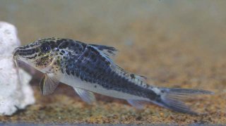 Corydoras semiaquilus