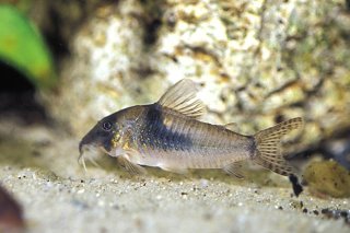 Corydoras septentrionalis