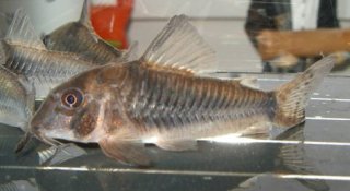 Corydoras septentrionalis