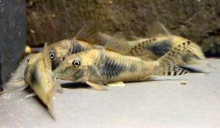 Corydoras septentrionalis