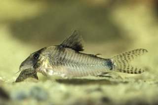 Corydoras septentrionalis