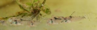 Corydoras serratus