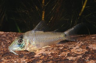 Corydoras simulatus