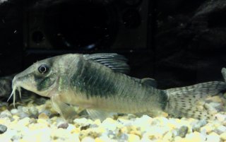 Corydoras simulatus