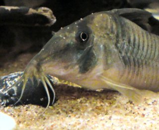 Corydoras simulatus