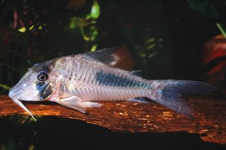 Corydoras solox