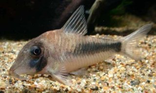 Corydoras solox