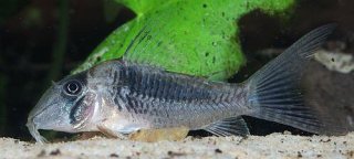 Corydoras solox